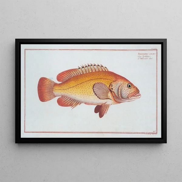 Holocentrus auratus - Marcus Elieser Bloch — framed artwork on a wall