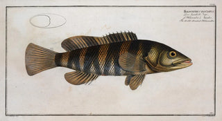 Marcus Elieser Bloch - Holocentrus fasciatus The doublestreaked Holocentre.webp
