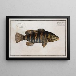 Marcus Elieser Bloch - Holocentrus fasciatus The doublestreaked Holocentre.webp