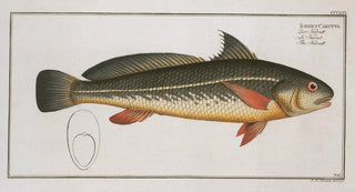 Marcus Elieser Bloch - Johnius Carutta The Karutt.webp
