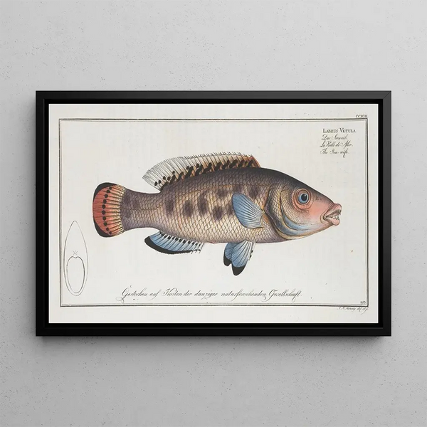Labrus Vetula, la Seawife - Marcus Elieser Bloch — cuadro enmarcado en la pared