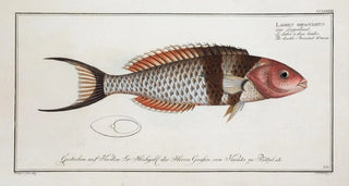Marcus Elieser Bloch - Labrus bifasciatus The doubleStreaked Wrasse.webp