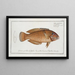 Labrus chloropterus Le Greenfin - Marcus Elieser Bloch — cuadro enmarcado en la pared