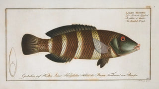 Marcus Elieser Bloch - Labrus fasciatus The streaked Wrasse.webp