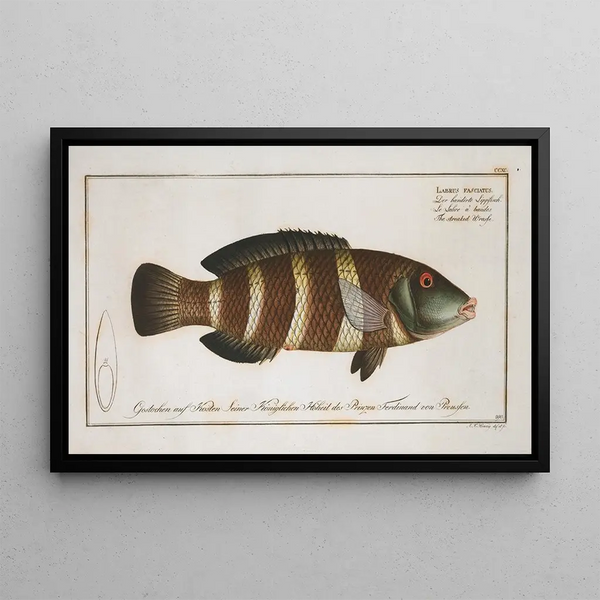 Labrus fasciatus El labre rayé - Marcus Elieser Bloch — cuadro enmarcado en la pared