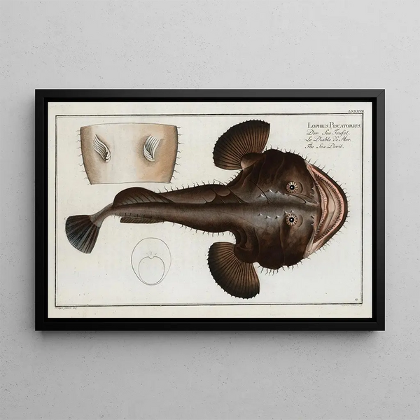 Marcus Elieser Bloch - Lophius Piscatorius The Sea Devil.webp