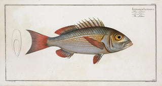 Marcus Elieser Bloch - Lutianus Lutianus The Lutian.webp