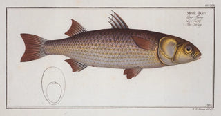 Marcus Elieser Bloch - Mugil Tang The Tang.webp