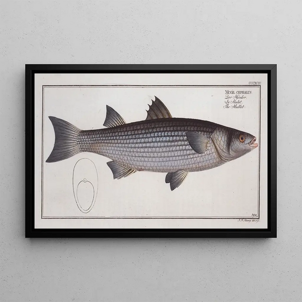 Mugil cephalus Le Mulet - Marcus Elieser Bloch — cuadro enmarcado en la pared