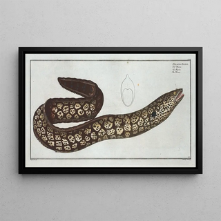 Marcus Elieser Bloch - Muraena Helena The Murane.webp