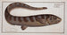 Notacanthus Nasus, el Notacanth - Marcus Elieser Bloch — vista de la obra