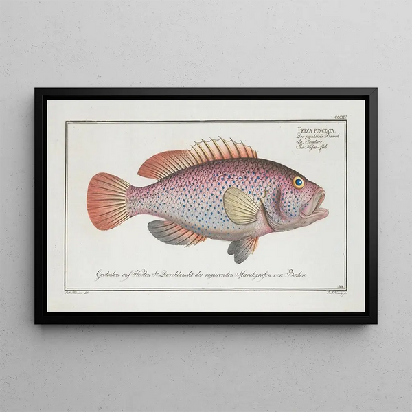 Perca punctata The Black Bass - Marcus Elieser Bloch — framed artwork on a wall