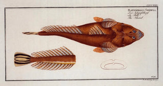 Marcus Elieser Bloch - Platycephalus Spathula The Shovel.webp