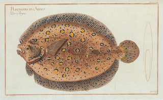 Marcus Elieser Bloch - Pleuronectes Argus The ArgusFlounder.webp