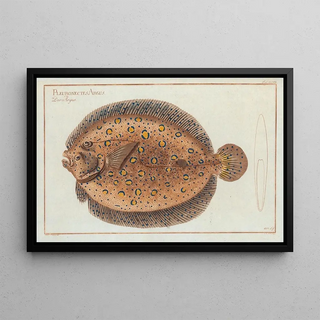 Marcus Elieser Bloch - Pleuronectes Argus The ArgusFlounder.webp