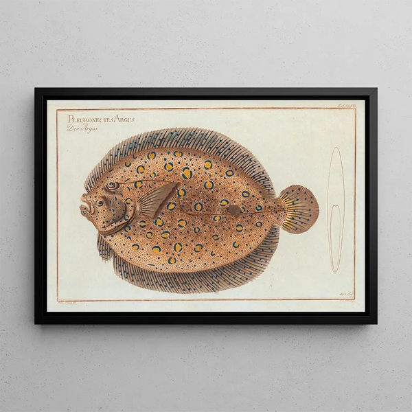 Marcus Elieser Bloch - Pleuronectes Argus The ArgusFlounder.webp