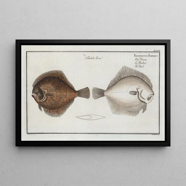 Marcus Elieser Bloch - Pleuronectes Rhombus The Pearl.webp