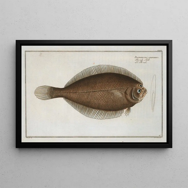 Pleuronectes limandoides - Marcus Elieser Bloch — cuadro enmarcado en la pared
