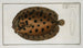 Pleuronectes punctatus, el flet - Marcus Elieser Bloch — vista de la obra