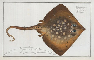 Marcus Elieser Bloch - Raja clavata The Thornback.webp