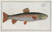 Salmo alpinus, el omble chevalier - Marcus Elieser Bloch — vista de la obra