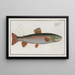 Salmo alpinus, el omble chevalier - Marcus Elieser Bloch — cuadro enmarcado en la pared