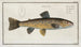 Salmo Fario The Trout - Marcus Elieser Bloch — artwork view