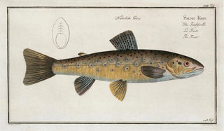 Marcus Elieser Bloch - Salmo Fario The Trout.webp