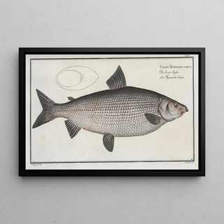 Marcus Elieser Bloch - Salmo Thymallus latus The BroadGwiniad.webp
