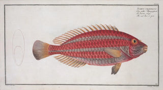 Marcus Elieser Bloch - Scarus croicensis The red Parrotfish.webp