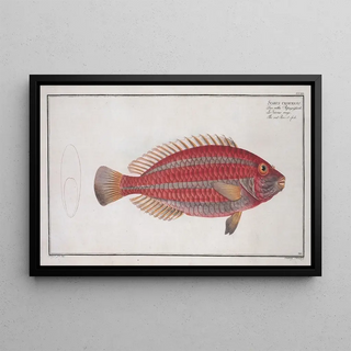 Marcus Elieser Bloch - Scarus croicensis The red Parrotfish.webp