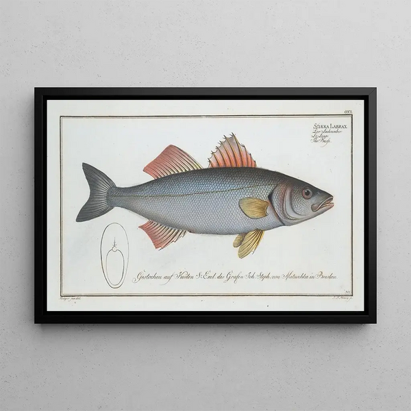 Marcus Elieser Bloch - Sciaena Labrax The Basse.webp