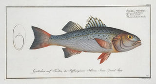Marcus Elieser Bloch - Sciaena punctata The punctulated Umber.webp
