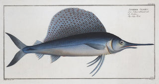 Marcus Elieser Bloch - Scomber Gladius The OlaFish.webp