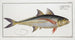 Scomber Rottleri Mackerel of Rottler - Marcus Elieser Bloch — artwork view