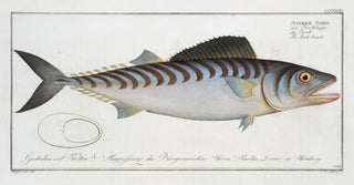 Marcus Elieser Bloch - Scomber Sarda The Scalebreast.webp