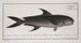 Scomber niger, the black mackerel - Marcus Elieser Bloch — artwork view