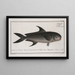 Scomber niger, the black mackerel - Marcus Elieser Bloch — framed artwork on a wall