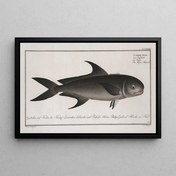 Marcus Elieser Bloch - Scomber niger The NegroMackrel.webp