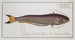 Silurus bimaculatus El siluro bimaculado - Marcus Elieser Bloch — vista de la obra