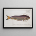 Silurus bimaculatus El siluro bimaculado - Marcus Elieser Bloch — cuadro enmarcado en la pared
