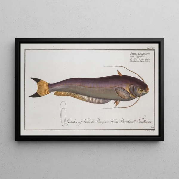 Silurus bimaculatus El siluro bimaculado - Marcus Elieser Bloch — cuadro enmarcado en la pared