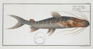 Marcus Elieser Bloch - Silurus fasciatus The streaked Silure.webp