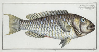 Marcus Elieser Bloch - Sparus Abildgaardi.webp
