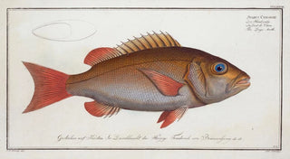 Marcus Elieser Bloch - Sparus Cynodon The Dogstooth.webp