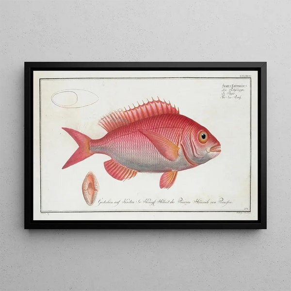 Sparus erythrinus, el sar común - Marcus Elieser Bloch — cuadro enmarcado en la pared