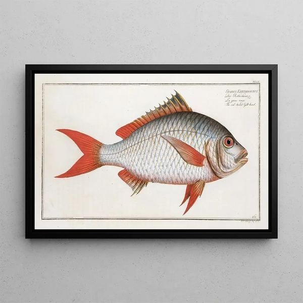 Marcus Elieser Bloch - Sparus Erythrourus The redtailed Gilthead.webp