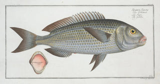 Marcus Elieser Bloch - Sparus Salpa The Goldlin.webp