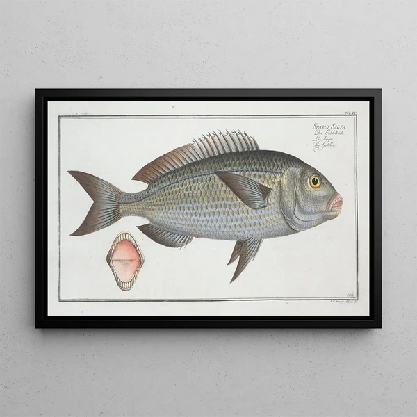 Sparus Salpa Le Goldlin - Marcus Elieser Bloch — cuadro enmarcado en la pared