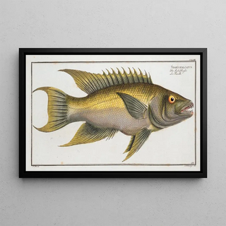 Marcus Elieser Bloch - Sparus falcatus.webp